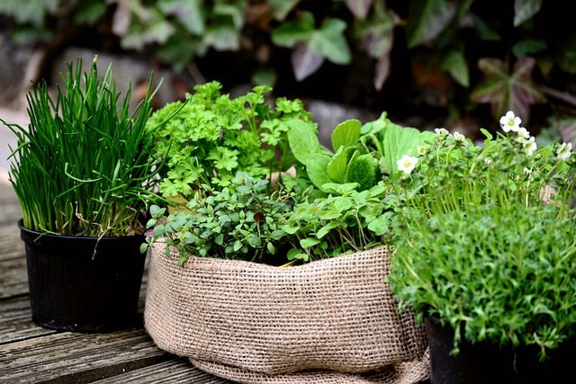 Pots and bags of fresh herbs growing