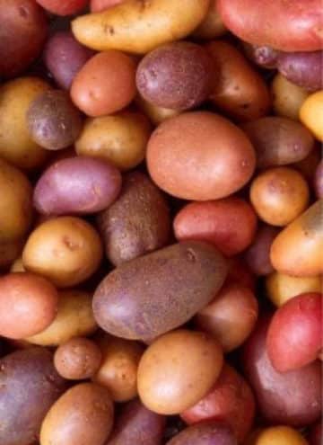 Pile of different coloured potatoes.