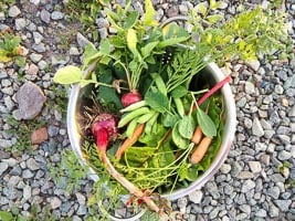 Strainer full of fresh garden vegetables.